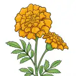 Marigold Flower